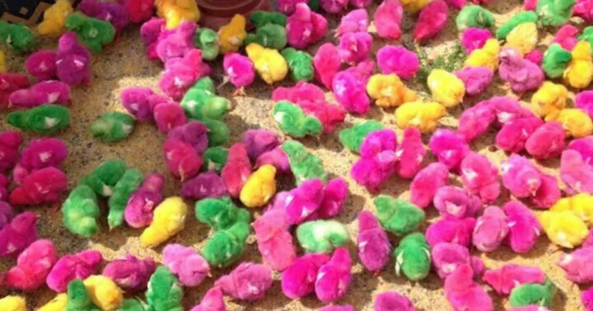 G1 - Pintinhos coloridos artificialmente são vendidos em feira popular em  MG - notícias em Vales de Minas Gerais