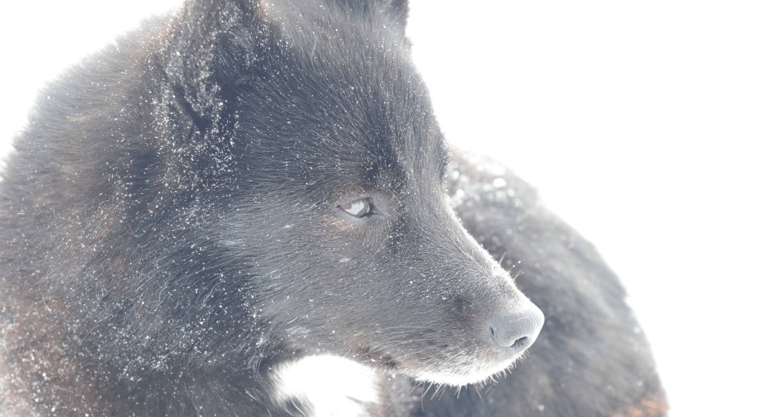 Cachorro que vive com pastores na região de Iamal-Nenets, no noroeste da Sibéria  (Foto: Robert  Losey)