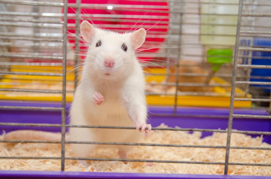 Ratos se divertem e 'acham graça' ao ver amigos recebendo cócegas, diz estudo