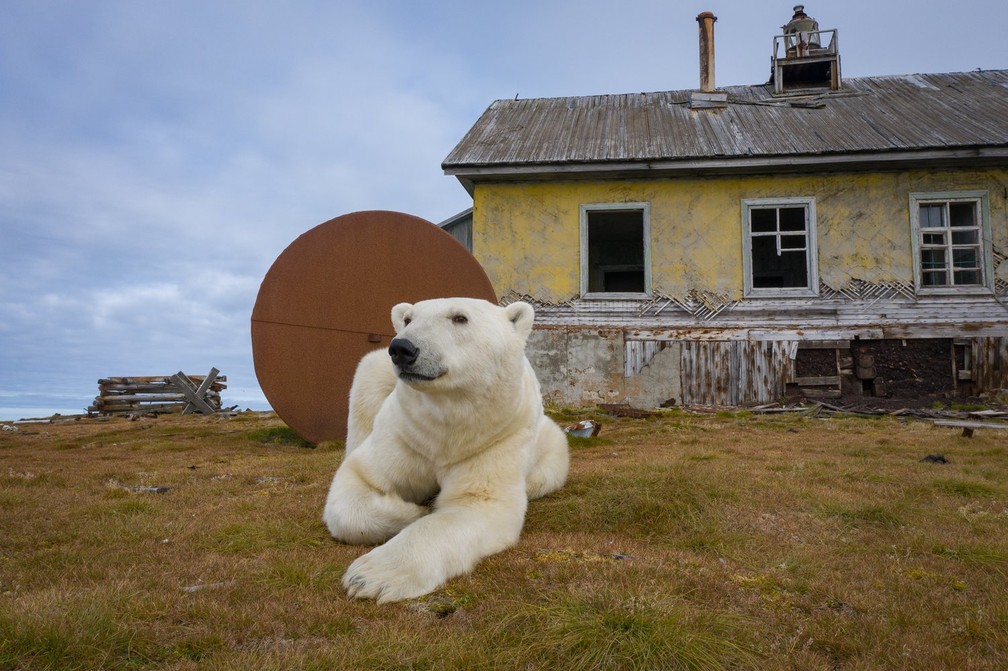 Urso em frente a estação meteorológica russa desativada — Foto: Cortesia/Dmitry Kokh