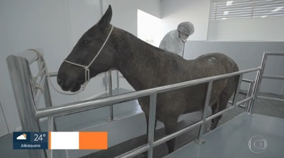 Cavalo usado pelo Instituto Butantan para os testes com plasma contra a Covid-19.  — Foto: Reprodução/TV Globo