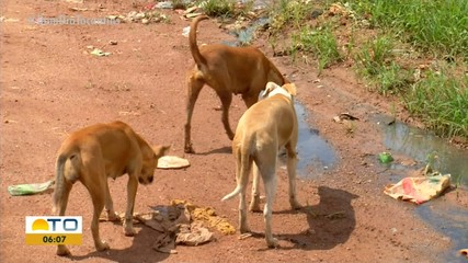 Cães são abandonados em lixão de Paraíso do Tocantins