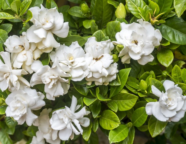 Sunpatiens É Flor De Sol Pleno E Aguenta Calor - Minhas Plantas