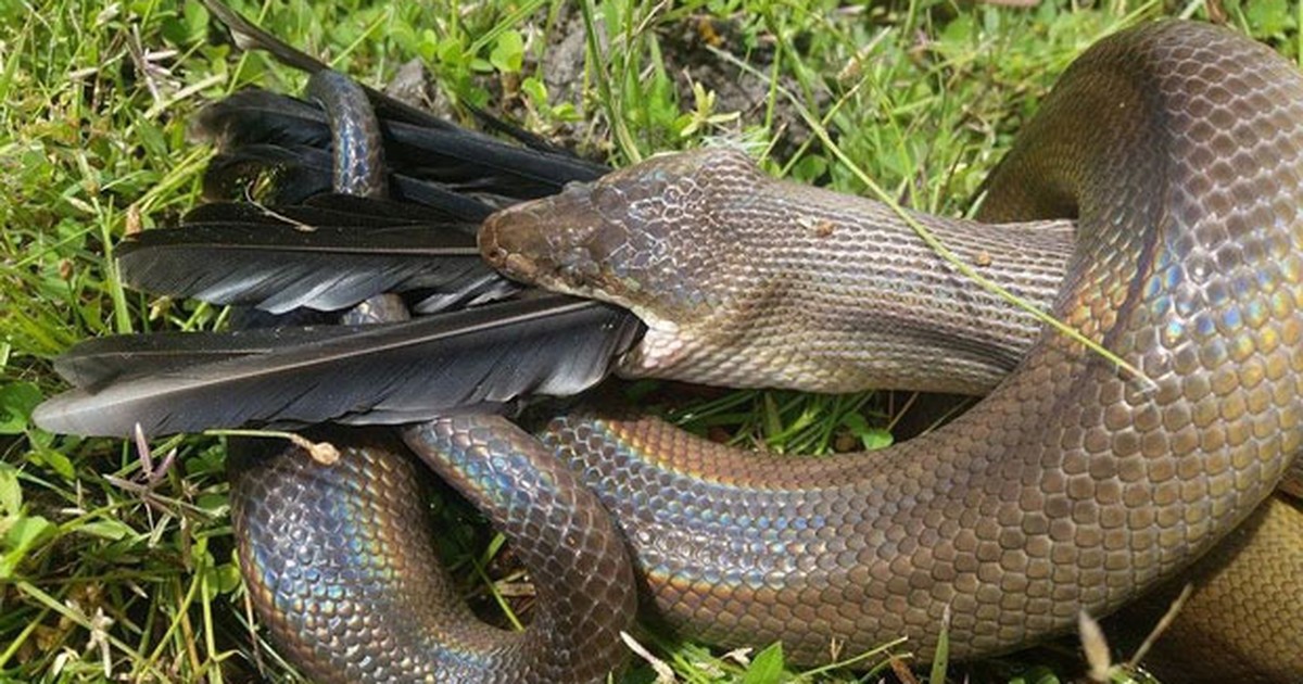 Vídeo flagra serpente azul devorando cascavel venenosa - Mega Curioso