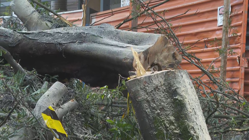 Árvore que caiu na região de Pinheiros, Zona Oeste de SP, após chuva intensa na segunda-feira (27) — Foto: Reprodução/TV Globo