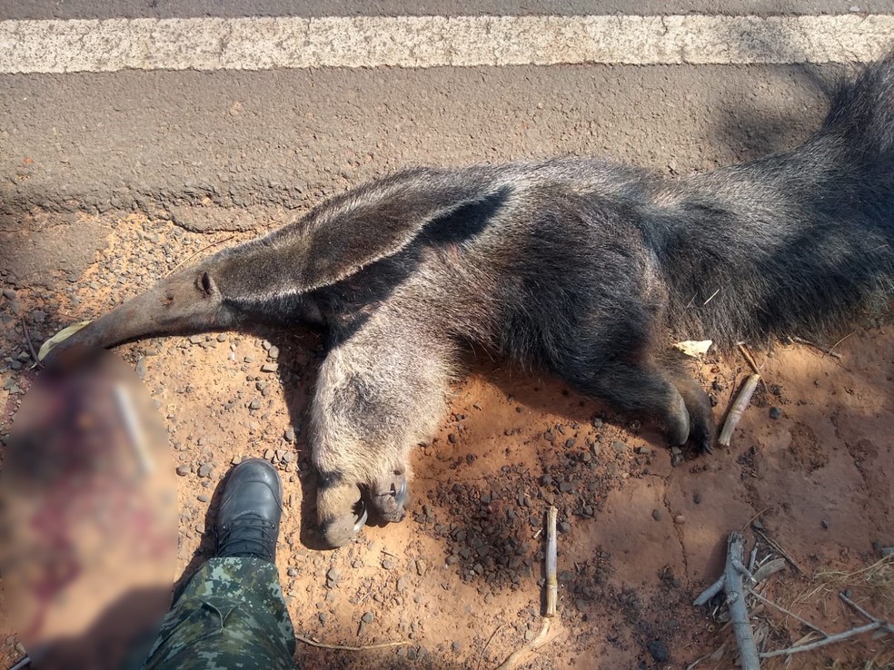 Fêmea de tamanduá-bandeira foi atropelada em estrada vicinal  — Foto: Polícia Ambiental