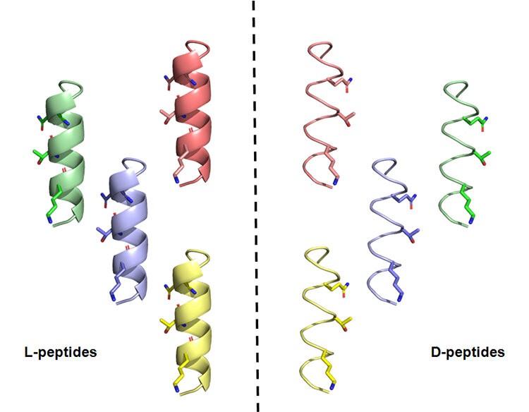 Uma ilustração de L-peptídeos feitos de aminoácidos de ocorrência natural à esquerda e suas contrapartes sintéticas à direita (Foto:  Pedro Valiente)