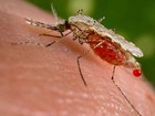 AM registra 12,5 mil casos de malária no primeiro trimestre de 2016, diz FVS