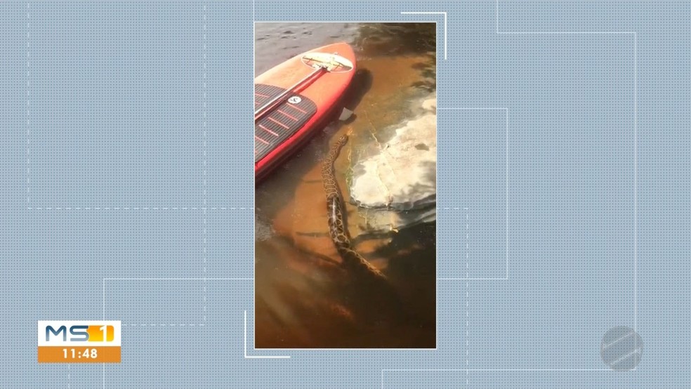 Sucuri aparece durante descida no rio Paraguai  — Foto: TV Morena/Reprodução