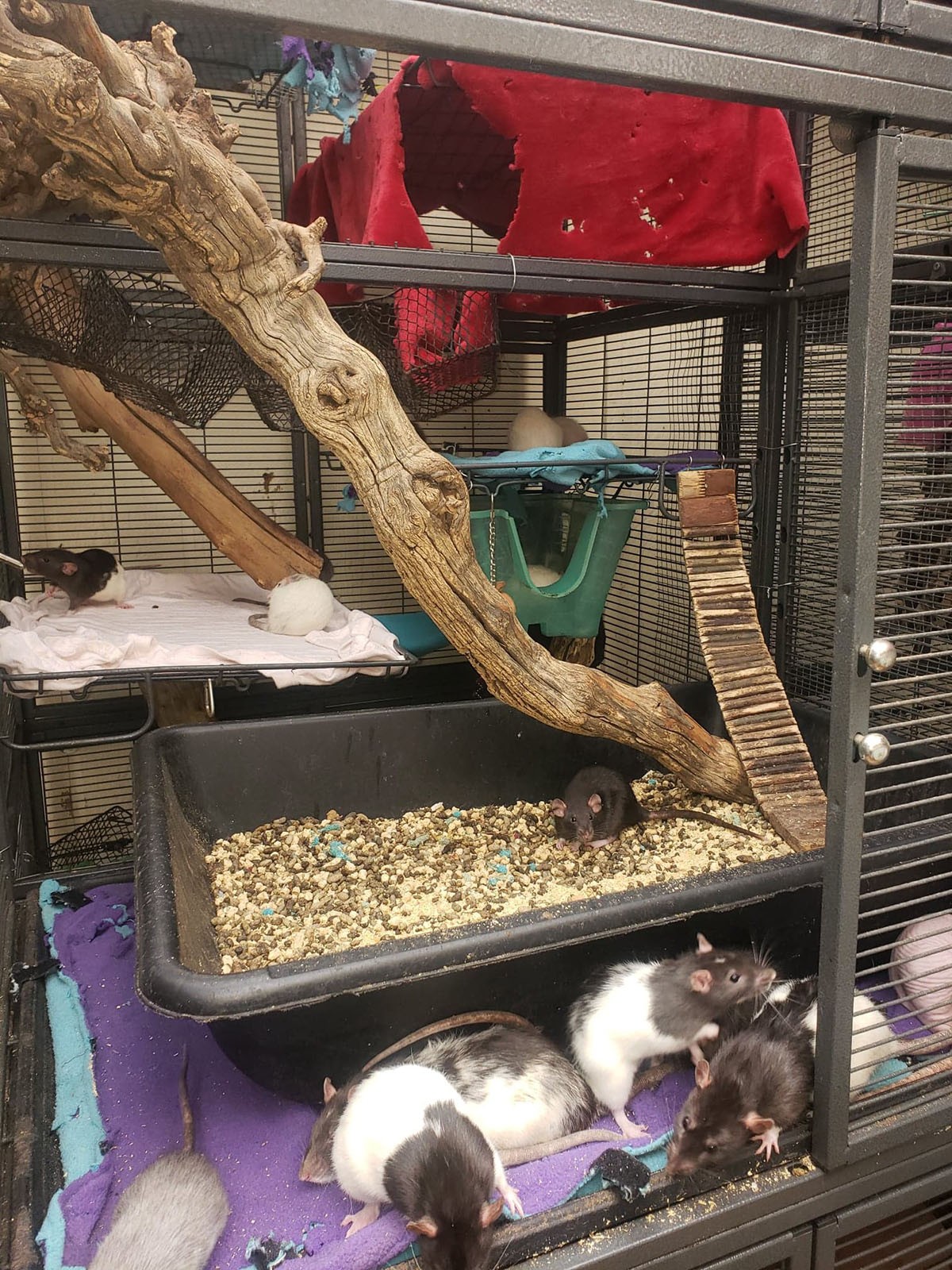 Michele busca utilizar dentro das gaiolas elementos que se pareçam com o habitat natural dos ratos, como galhos (Foto: Arquivo Pessoal/ Michele Raybon)