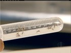 Macaé tem 5 suspeitas de zika vírus em grávidas e 2 casos de microcefalia