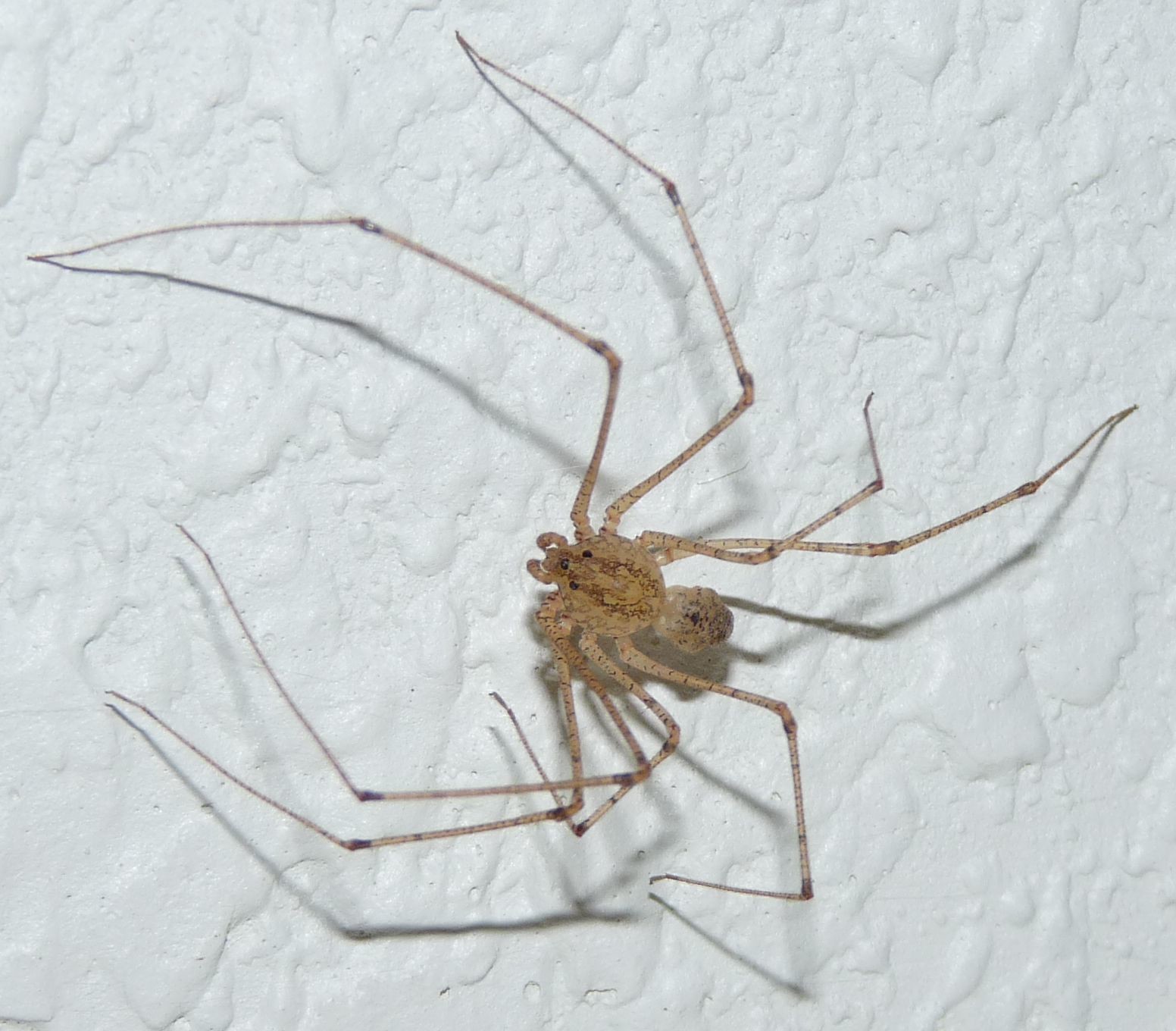 Uma aranha de pernas compridas (Foto: Flickr/Donald Hines/Creative Commons)