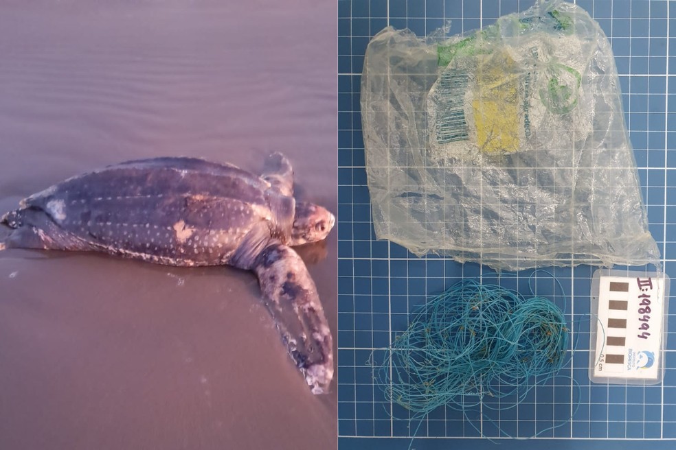 Tartaruga com mais de 2 metros é encontrada morta com plástico e fios de nylon dentro do intestino em Peruíbe, SP — Foto: Instituto Biopesca/Divulgação