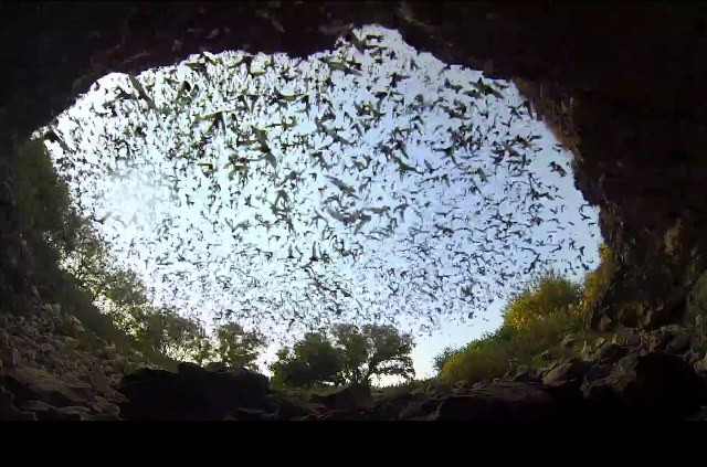 Colônia contém mais de 20 milhões de morcegos  (Foto: Reprodução / Youtube / GoPro)