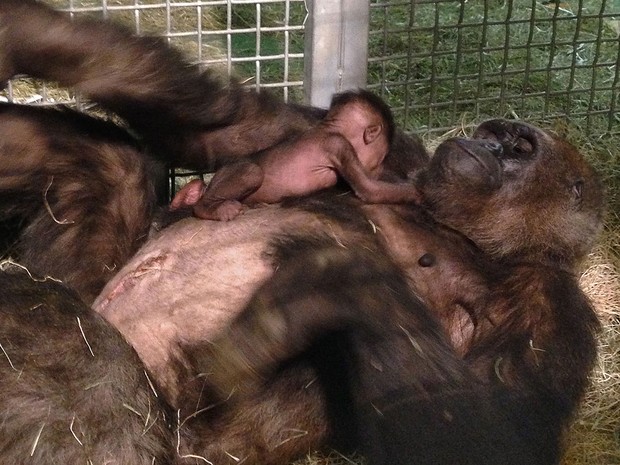 A gorila mãe brincou com seu filhote pela primeira vez na segunda-feira (24) (Foto: Tammy Spratt/San Diego Zoo Safari Park/AP)