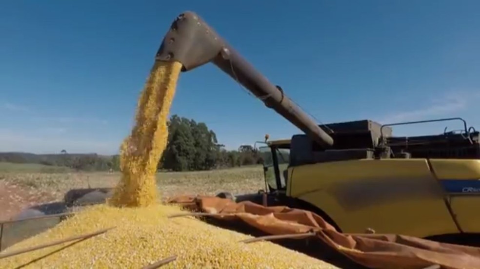 ParanÃ¡ inicia colheita de milho com estimativa de queda na produÃ§Ã£o (Foto: ReproduÃ§Ã£o/RPC)