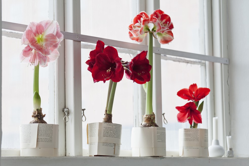 Amarilis: aprenda como cuidar e cultivar esta planta exuberante | Smart |  Casa Vogue