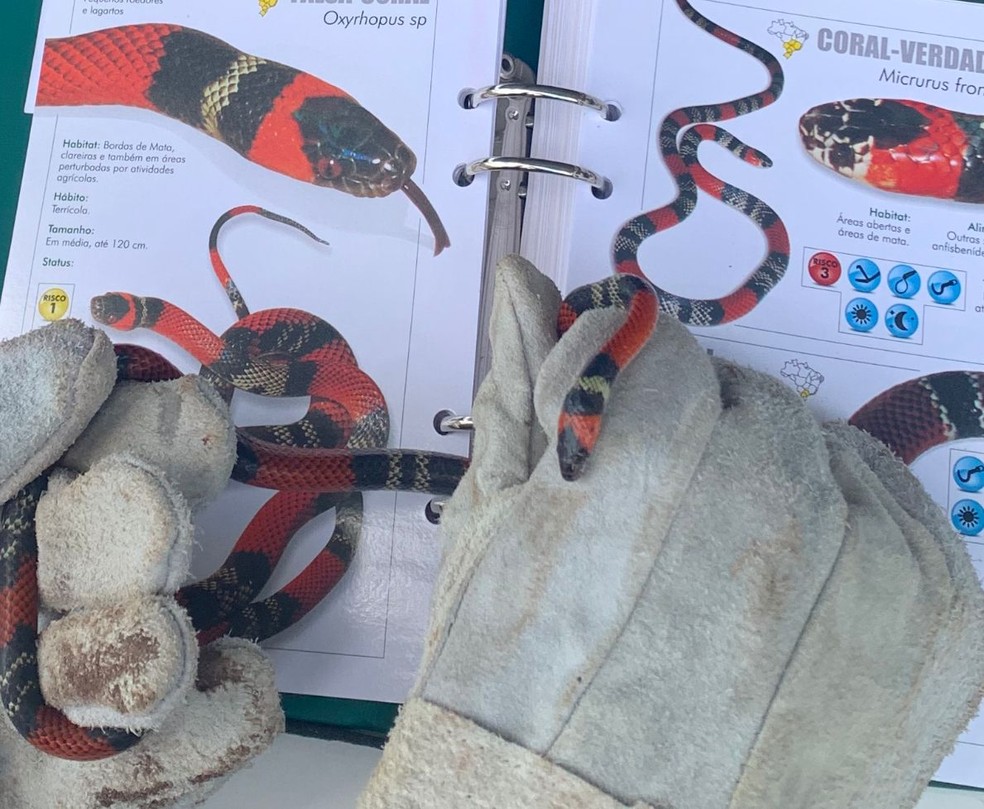 Cobra falsa-coral (Erythrolamprus aesculapii) foi capturada em piscina — Foto: Polícia Militar Ambiental