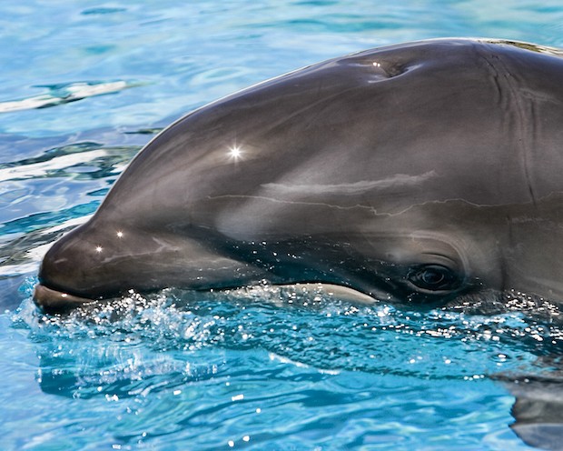 O golfinho-nariz-de-garrafa fêmea e uma falsa orca macho podem dar a luz a um forquinho, um cetáceo cinza escuro (Foto: Mark Interrante/ Wikimedia Commons/ CreativeCommons)