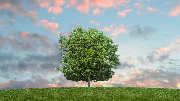 árvore, meio ambiente, sustentabilidade (Foto: Reprodução/Pexel)