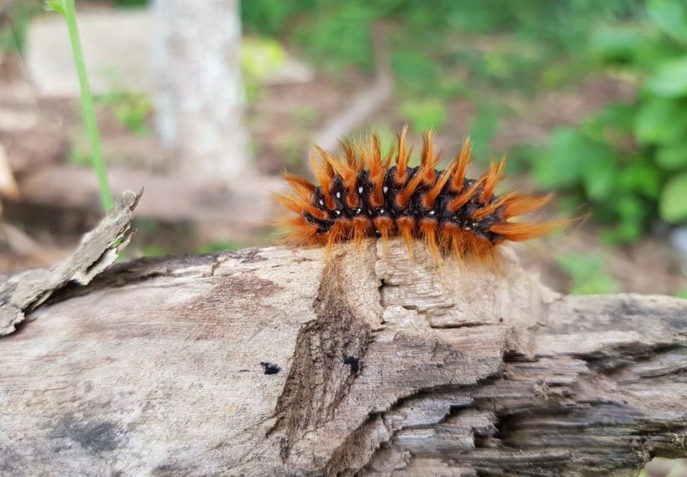 Marimbondo Constroi Ninho Com Barro Para Abrigar O Adulto Os Ovos E As Larvas Terra Da Gente G1 Os marimbondos (vespas) solitários fazem seus ninhos das mais diversas formas, mas a maioria caça lagartas e leva para dentro de seus ninhos para servirem de alimento às larvas. marimbondo constroi ninho com barro