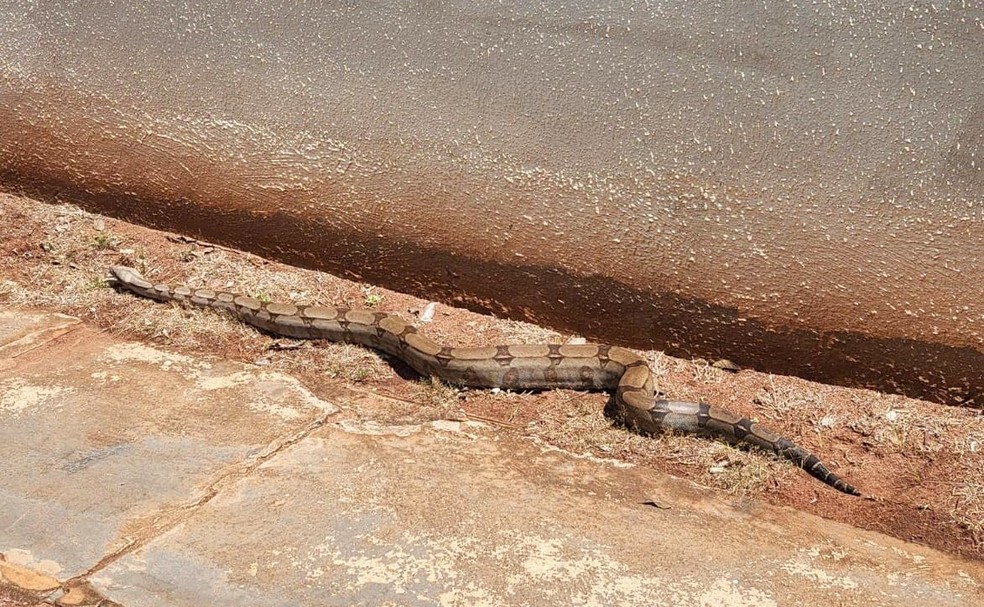 Cobra foi sozinha em direção à mata. — Foto: Reprodução/RedesSociais