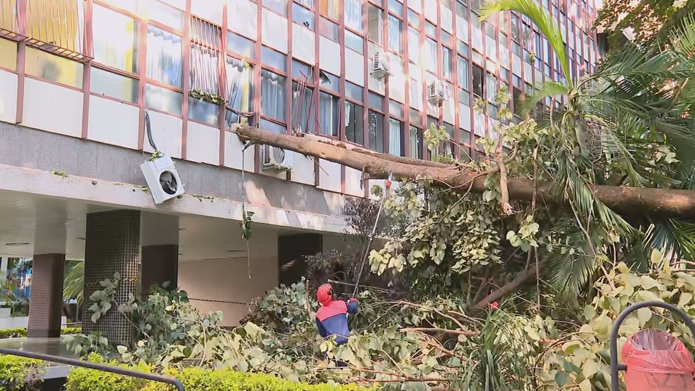 Árvore que caiu na quadra 308 da Asa Norte, sendo retirada do local — Foto: TV Globo/Reprodução