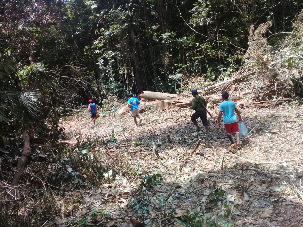 Denúncias apontam ação constante de extração ilegal de madeira em área indígena, no sudoeste do estado. — Foto: Ibama