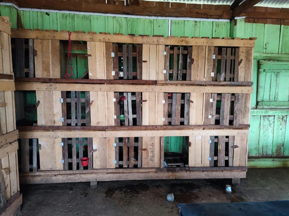 Segundo a polcia, os galos que estavam no local pertenciam a diferentes donos, e recebiam medicaes que os preparavam para as disputas.  Foto: Polcia Civil 