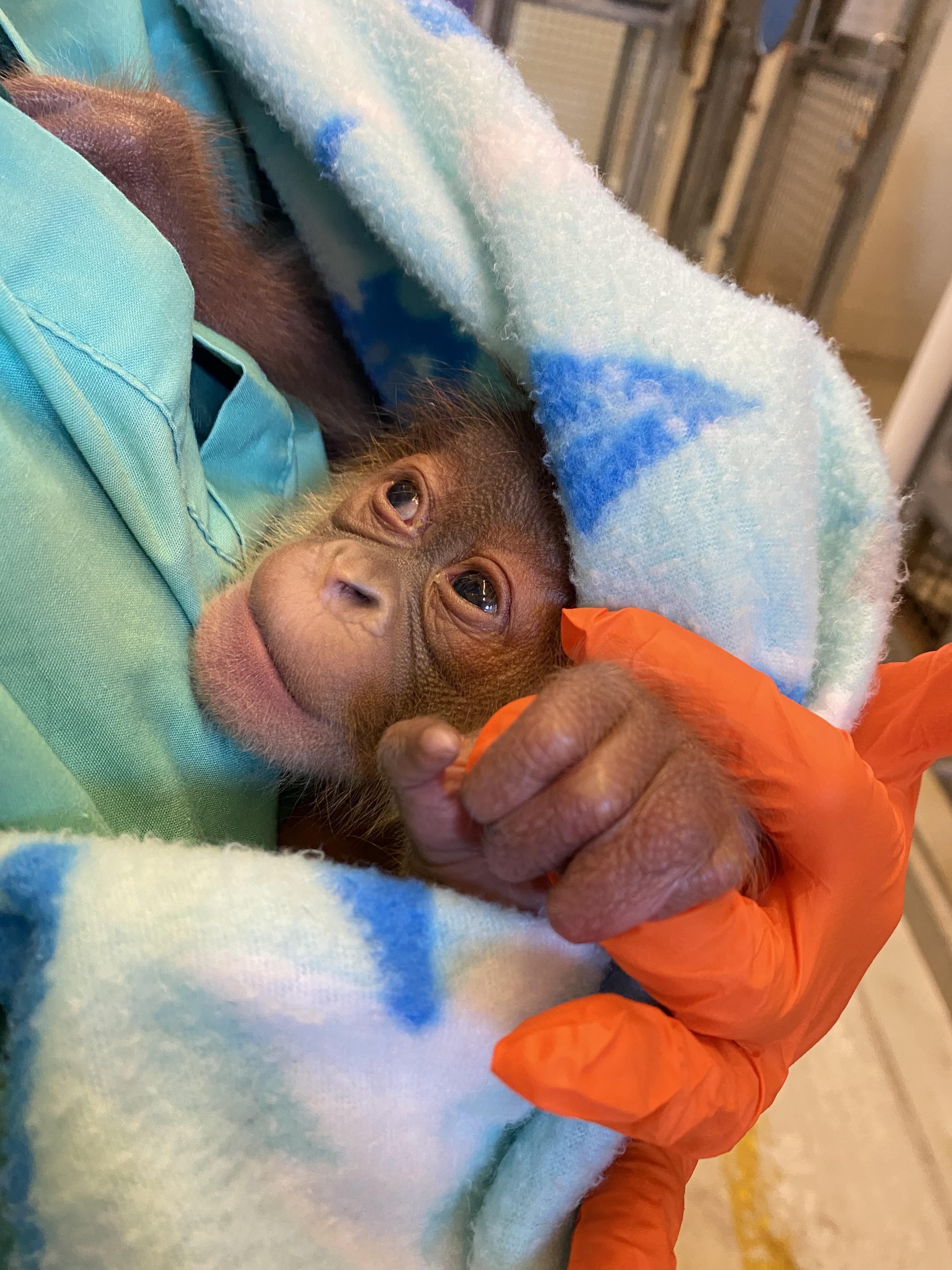 Menari desenvolveu rapidamente instintos maternos, já que observou a gestação de outras duas orangotangos (Foto: Zoológico de Audubon )