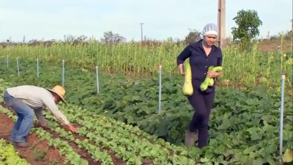 Casal de Bady Bassitt (SP) investe na produ&ccedil;&atilde;o de legumes e verduras para manter o sustento durante a pandemia &mdash; Foto: Reprodu&ccedil;&atilde;o/ TV TEM