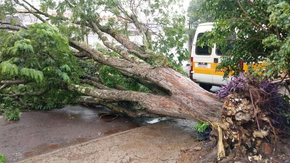 Árvore de grande porte caiu em Cascavel e atingiu dois carros — Foto: Hugo Mendes/RPC