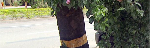 Tentativa de matar árvore Poços de Caldas (Foto: Reprodução EPTV)