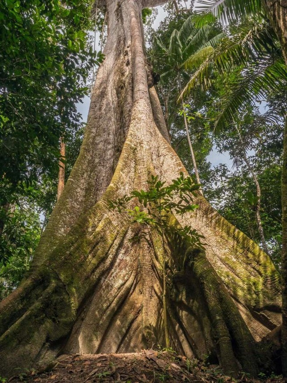 Quanto mais antiga a árvore, maior a quantidade de carbono armazenada — Foto: Getty Images via BBC