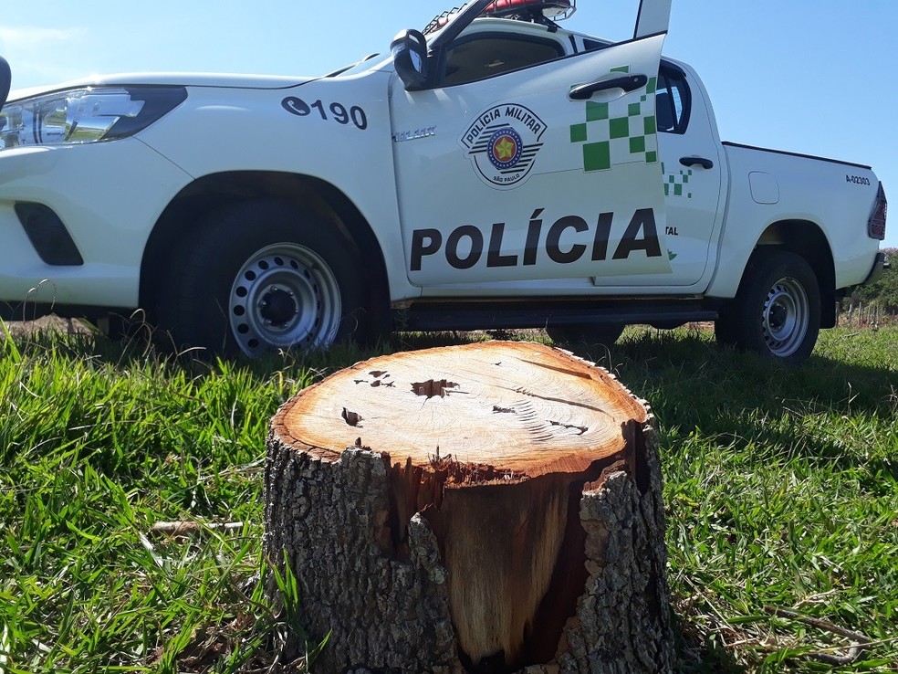Policiais flagraram derrubada de árvores em Junqueirópolis — Foto: Polícia Militar Ambiental