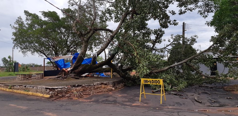 Árvore caiu em Alfredo Marcondes na tarde desta segunda-feira (21) — Foto: Zélia Cardoso