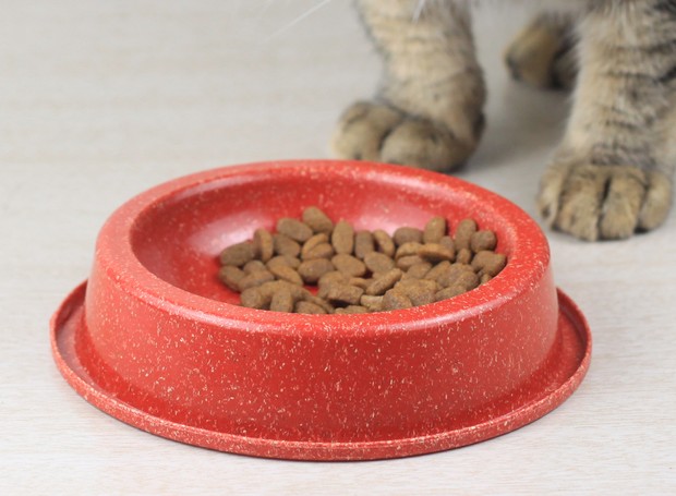 Comedouro Antiformiga para felinos, 150 ml, Evo Design Responsável. R$ 9,90, na Evo Sotre (Foto: Divulgação)