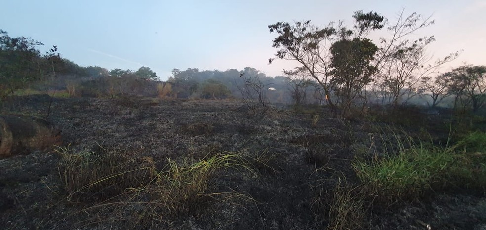 Incêndio  em vegetação às margens da BR-365 em Ituiutaba — Foto: Corpo de Bombeiros/Divulgação 