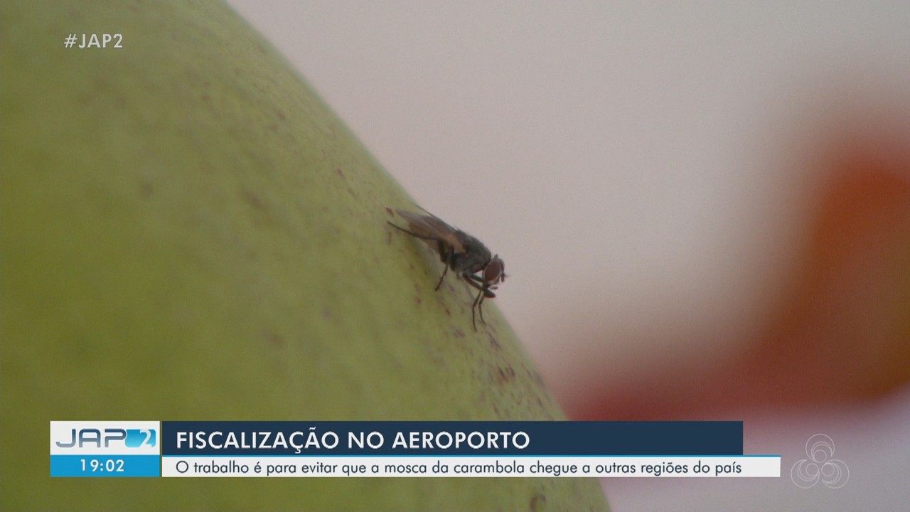 Fiscalização no Aeroporto de Macapá busca evitar propagação da mosca da carambola