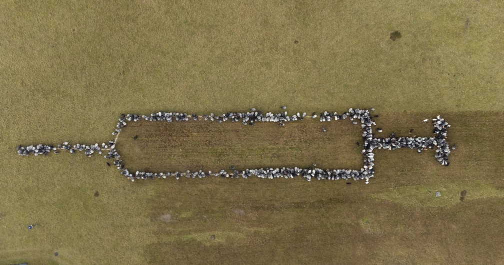 Ovelhas e cabras formam uma seringa de aproximadamente 100 metros para promover a vacinação contra a Covid-19 em Schneverdingen, na Alemanha, nesta segunda-feira (3)   — Foto: Philipp Schulze/dpa via AP