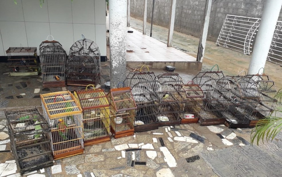 Aves apreendidas seriam vendidas ilegalmente — Foto: Divulgação/SSP/SE