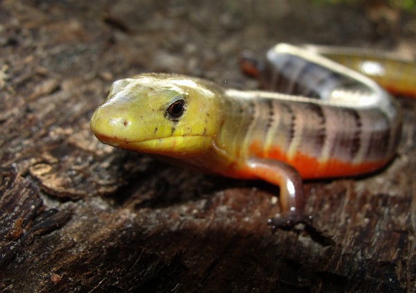 Calango Liso E Predador Voraz Que Divide Nome Popular Com Outras Especies Terra Da Gente G1