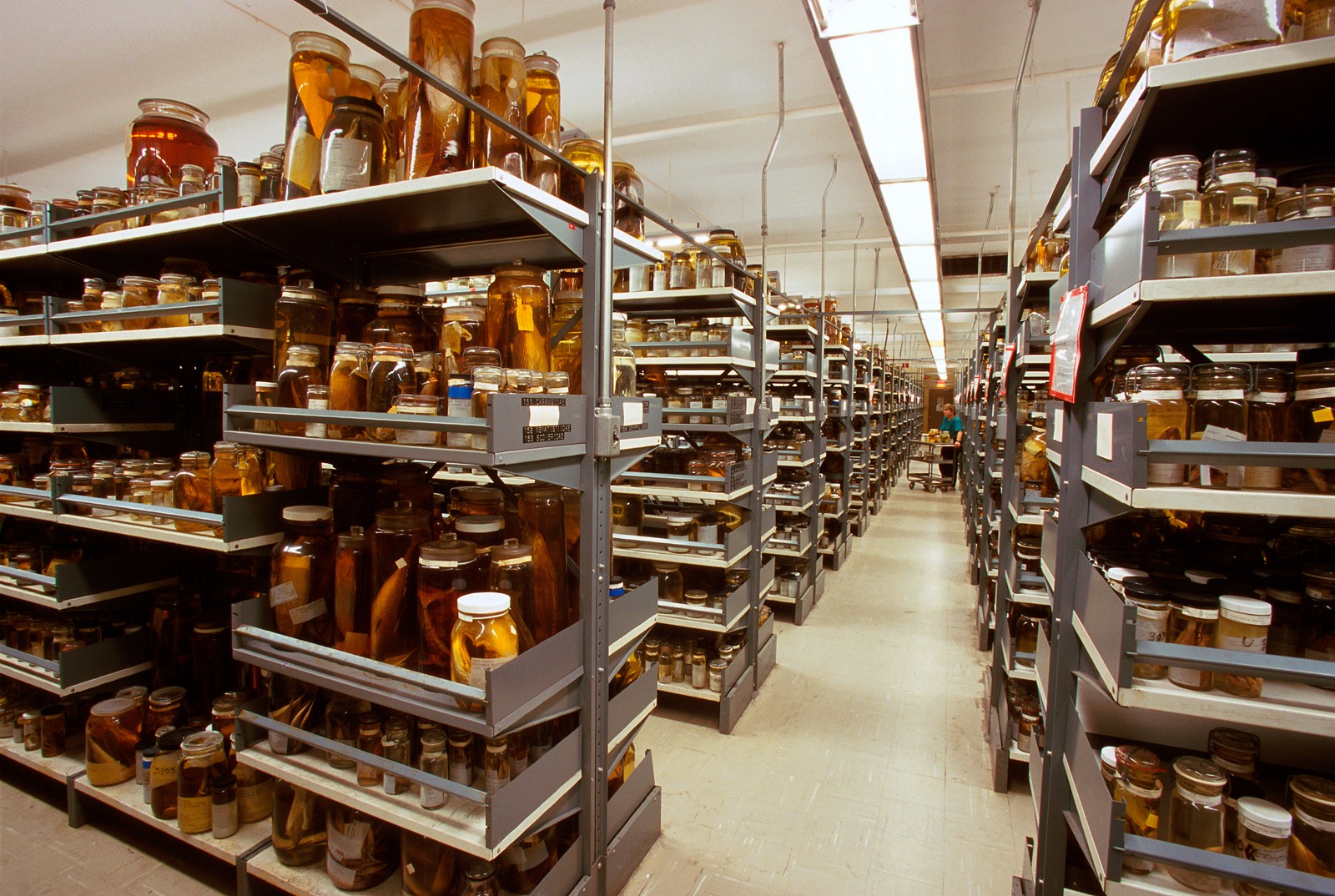 Setor de Piscicultura do museu, responsável pelo armazenamento de peixes (Foto: Divulgação/Smithsonian Institute)