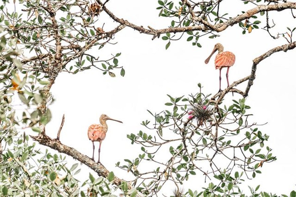 Colhereiros-rosados em manguezais no Paraná — Foto: Priscila Forone