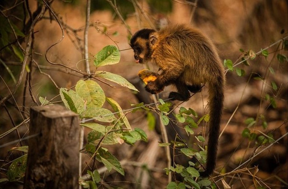 As Imagens Da Luta Dos Animais Pela Vida No Pantanal Em Chamas Natureza G1