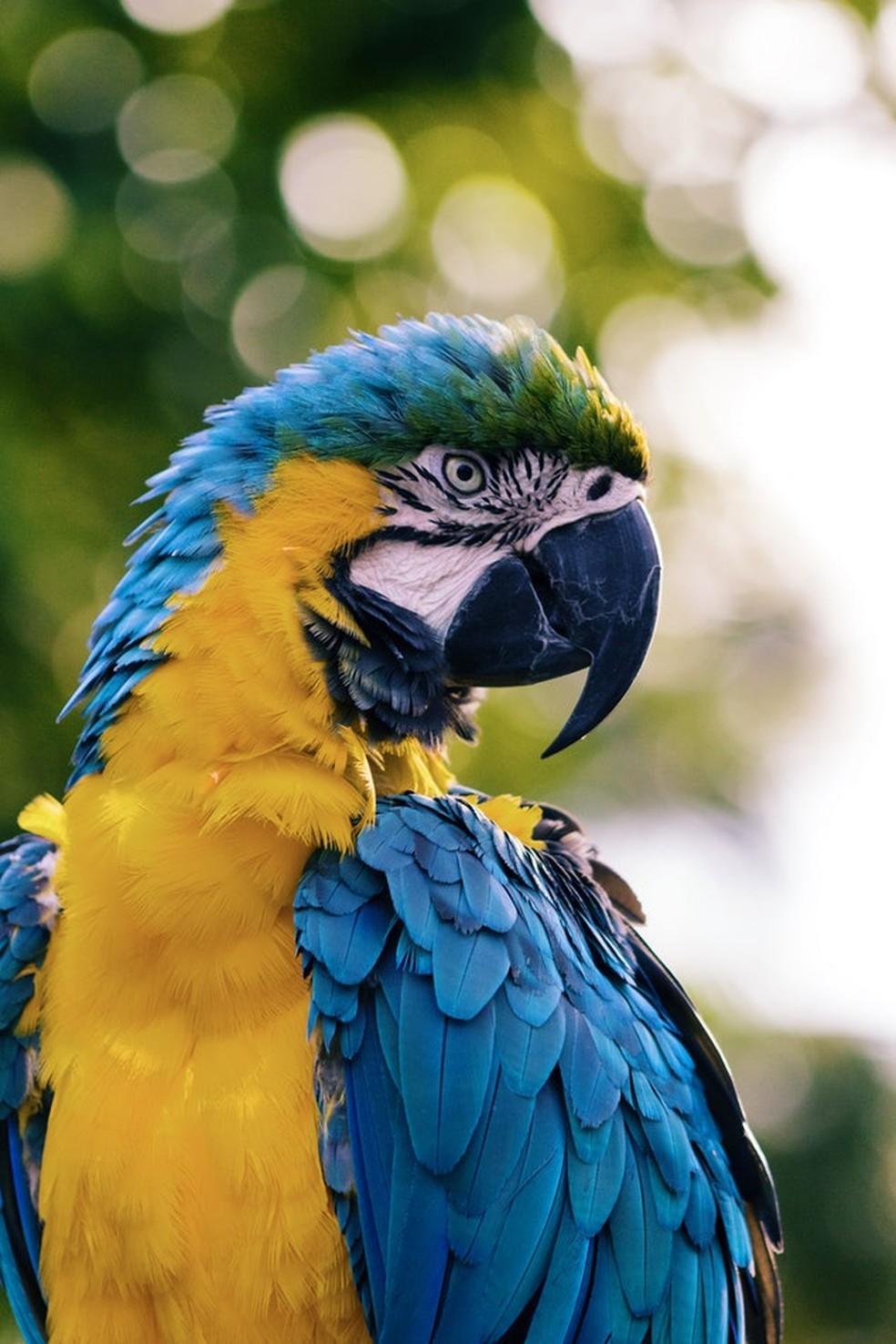 De 30 a 35 mil aves são confiscadas anualmente, diz o estudo. — Foto: Unsplash