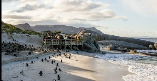 Pinguins-africanos foram encontrados mortos após sofrerem picadas de abelhas na Cidade do Cabo  (Foto: Reprodução/Facebook/SANParks - Table Mountain National Park)