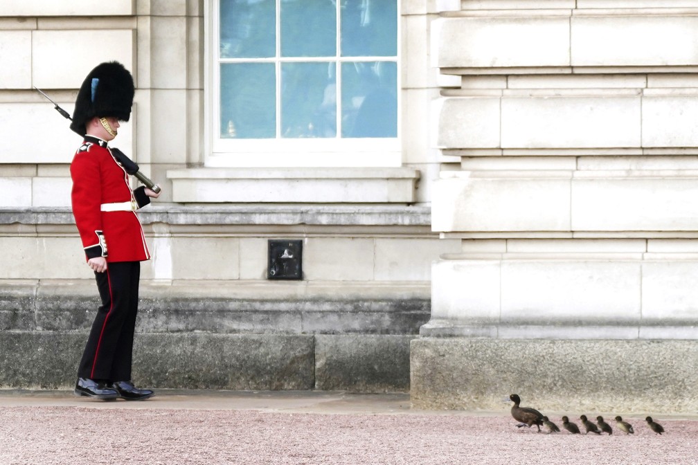 Um soldado da Guarda da Rainha observa uma família de patos no pátio do Palácio de Buckingham durante este domingo (17). Temperaturas podem chegar a 40º em Londres nesta semana. — Foto: Victoria Jones/PA via AP