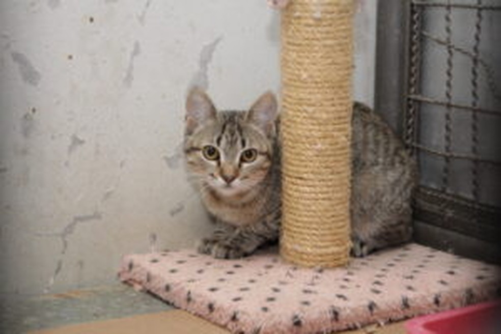 Gato disponível para adoção. — Foto: Foto: Agência Brasília