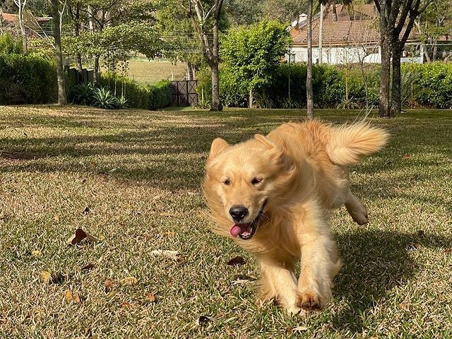 Tatuí, o golden retriever de Ana Hickmann, correndo  (Foto: Instagram / @canilhickmannridgehunter / Reprodução)